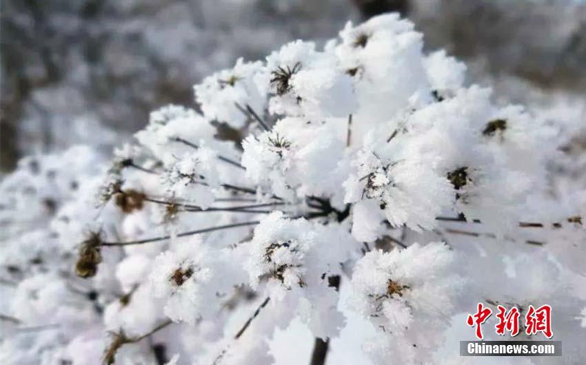 「中國(guó)一寒い町」、零下38度の世界に広がる幻想的な樹(shù)氷風(fēng)景　黒竜江省