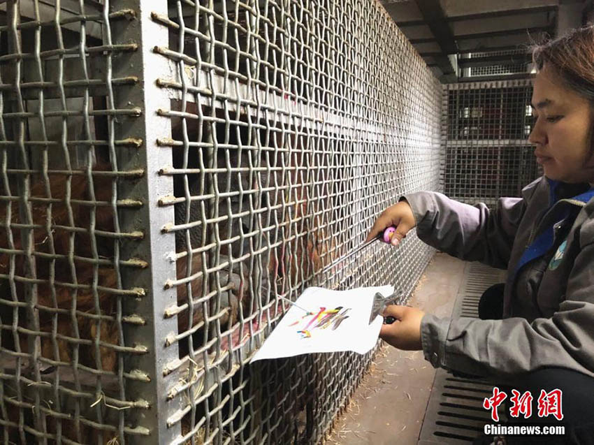 動(dòng)物界の「魂の畫(huà)家」　お絵かき大好きな19歳のオランウータン