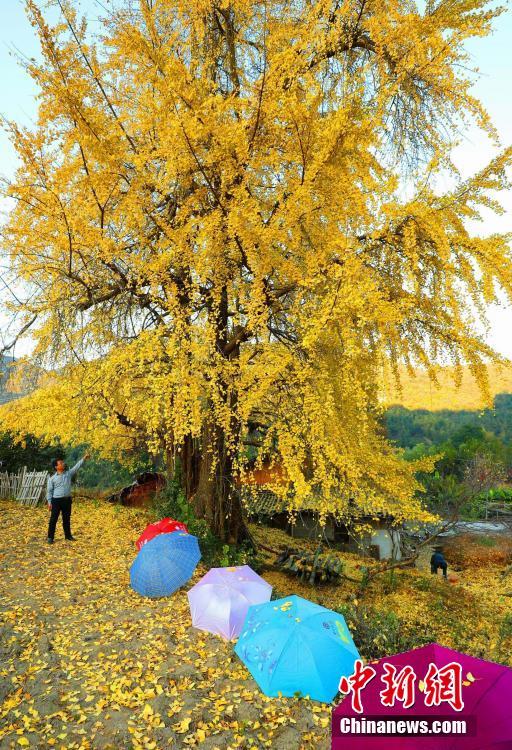 黃金の甲冑まとったような輝き見(jiàn)せる樹(shù)齢1300年のイチョウ　江西省