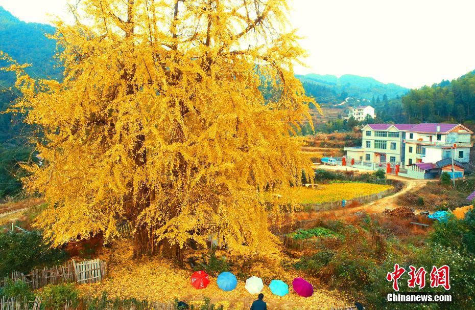 黃金の甲冑まとったような輝き見(jiàn)せる樹(shù)齢1300年のイチョウ　江西省