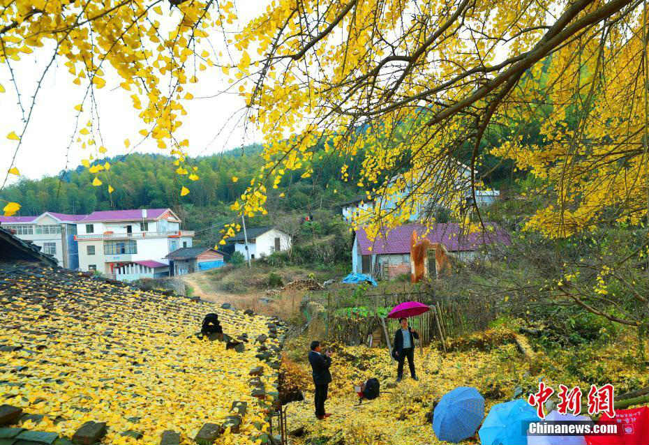 黃金の甲冑まとったような輝き見(jiàn)せる樹(shù)齢1300年のイチョウ　江西省