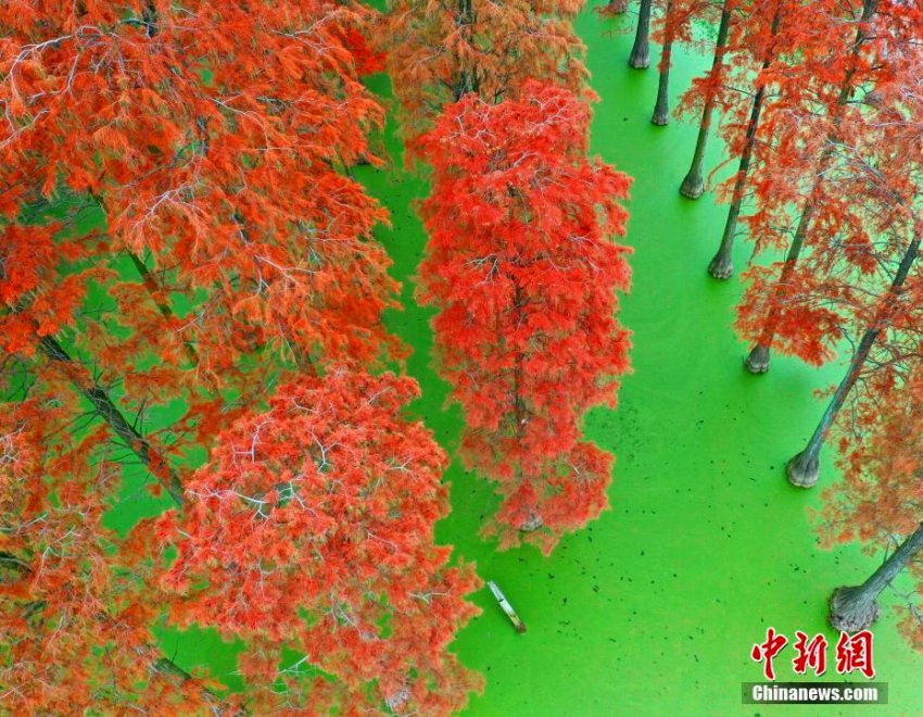 神秘的な美しさのメタセコイアが見ごろに　湖北省