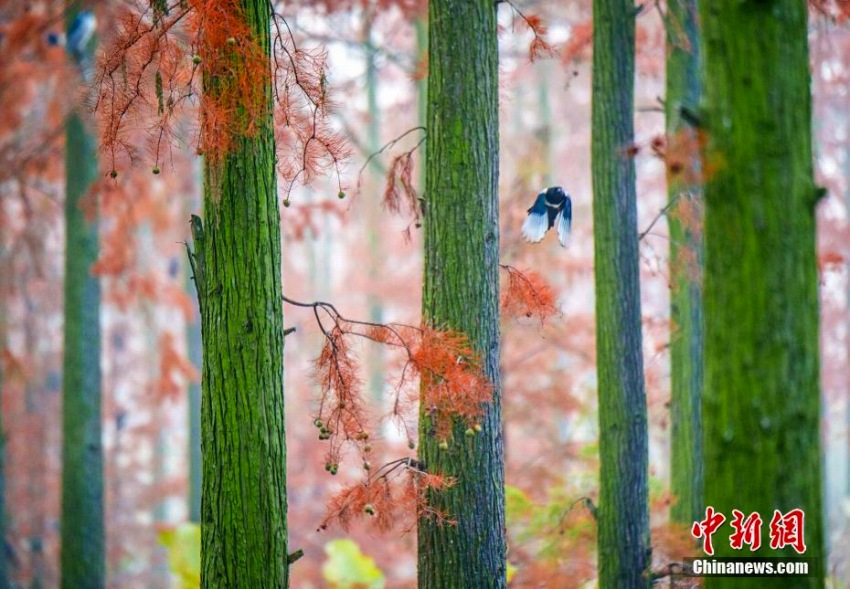 神秘的な美しさのメタセコイアが見(jiàn)ごろに　湖北省