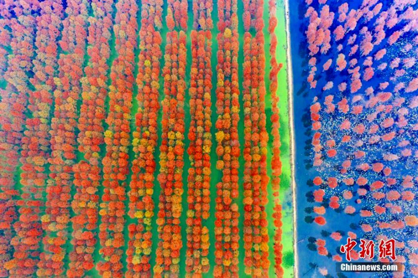 神秘的な美しさのメタセコイアが見(jiàn)ごろに　湖北省