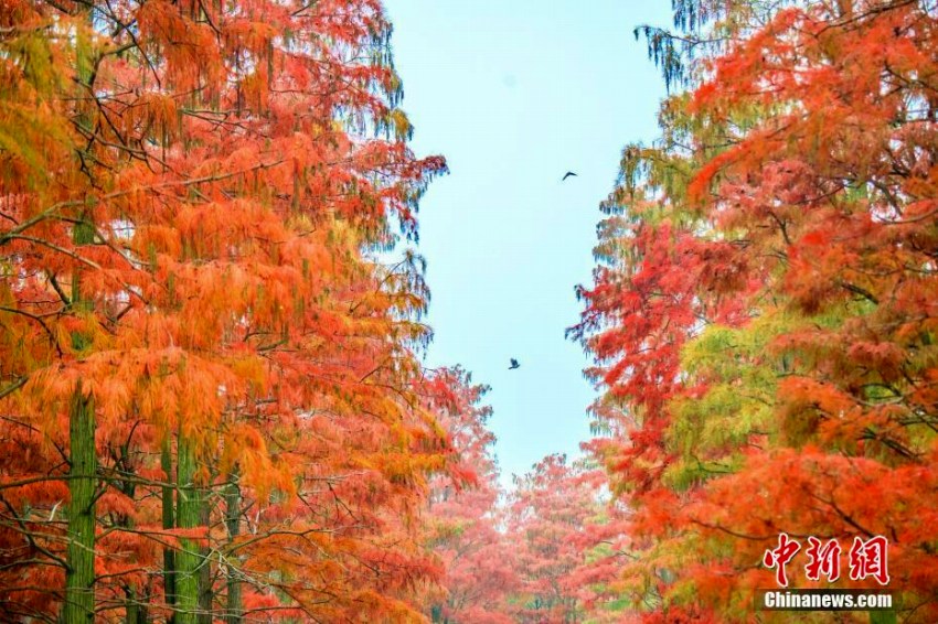 神秘的な美しさのメタセコイアが見(jiàn)ごろに　湖北省