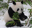 雙子パンダが中國(guó)に帰國(guó)