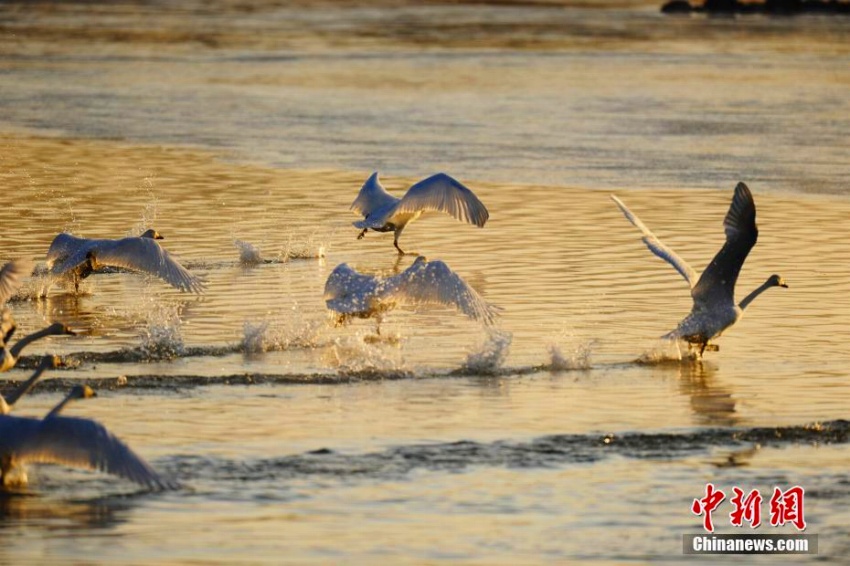 黃河の岸辺に越冬の白鳥の群れ　青海省　