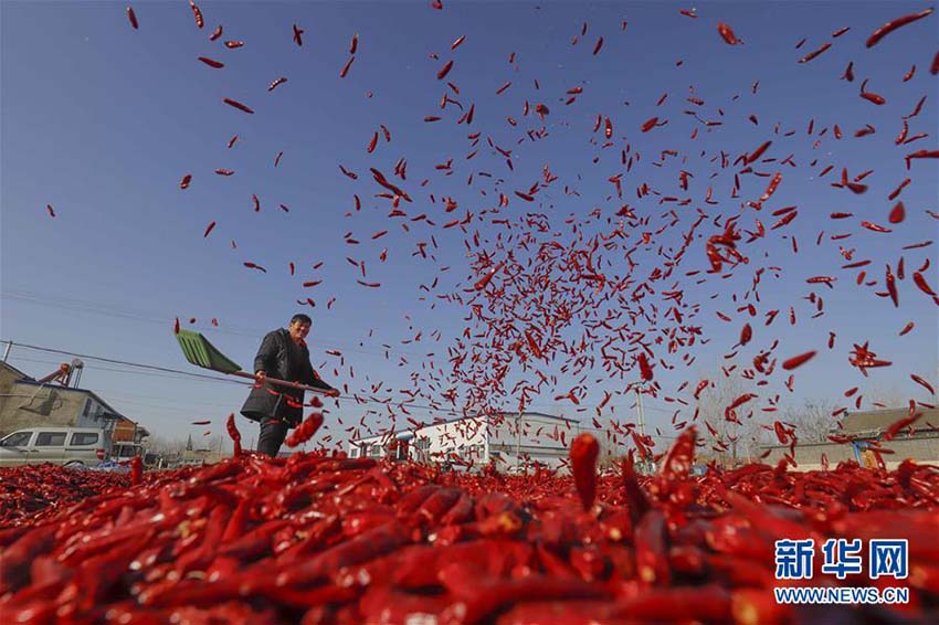 冬の日受けてつやつやと赤く輝くトウガラシの天日干し　河北省玉田県