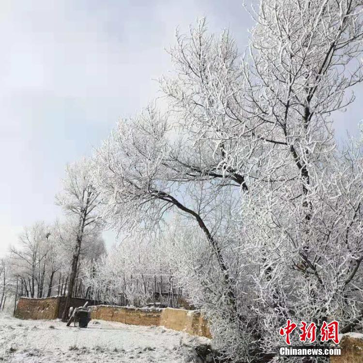 青海省海東市で樹(shù)氷　童話ような光景広がる