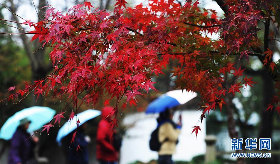 2月の花よりも紅い楓葉　大勢の市民が楽しむ