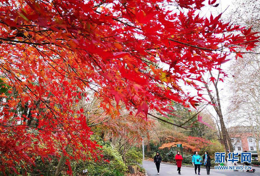 2月の花よりも紅い楓葉　大勢(shì)の市民が楽しむ