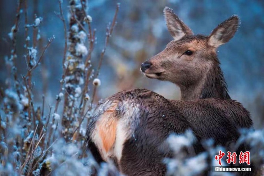 四川省喇叭河で大雪、野生動(dòng)物も銀世界楽しむ