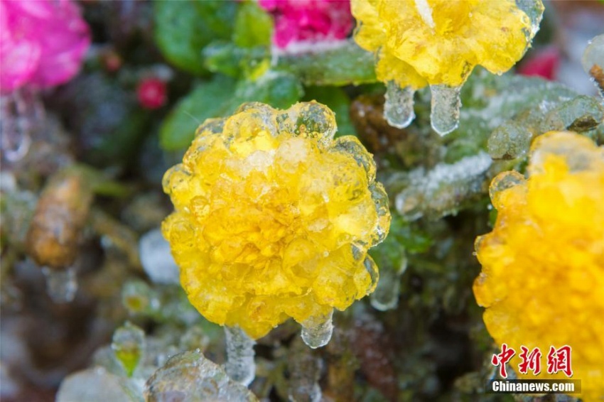 廬山に樹氷、キラキラとした氷に覆われた瑠璃の世界に