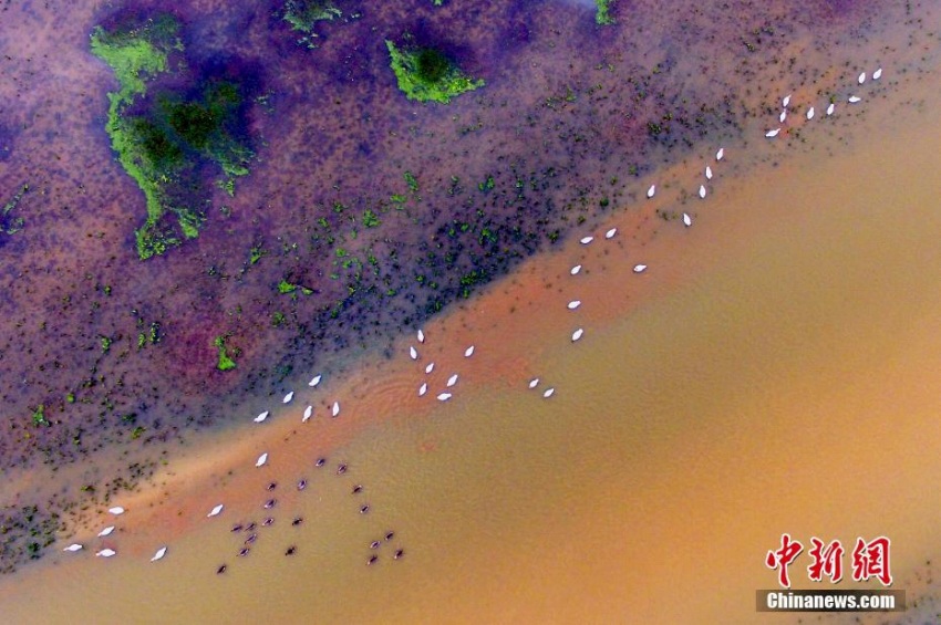 渡り鳥(niǎo)が越冬のために數(shù)多くやってくる中國(guó)最大の淡水湖　江西省