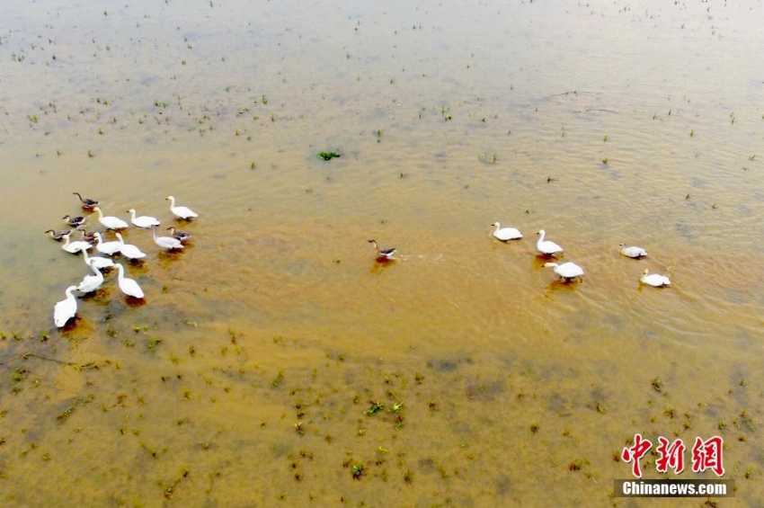 渡り鳥が越冬のために數(shù)多くやってくる中國最大の淡水湖　江西省