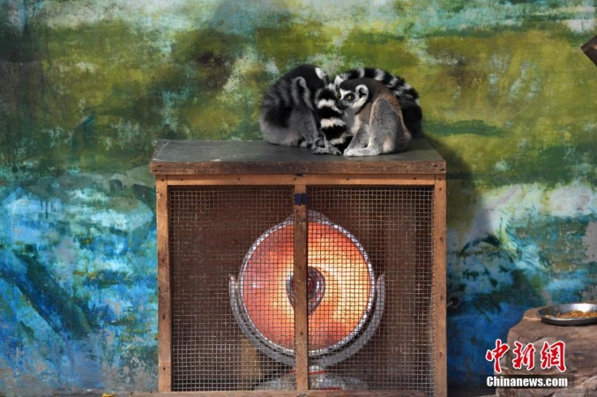 成都動(dòng)物園が動(dòng)物たちの寒さ対策に暖房設(shè)備　四川省