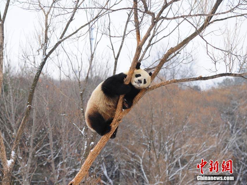 長春で降雪　雪の中ではしゃぐジャイアントパンダ