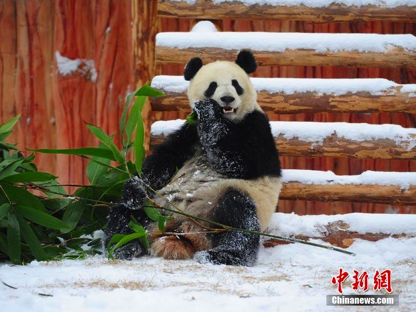 長(zhǎng)春で降雪　雪の中ではしゃぐジャイアントパンダ