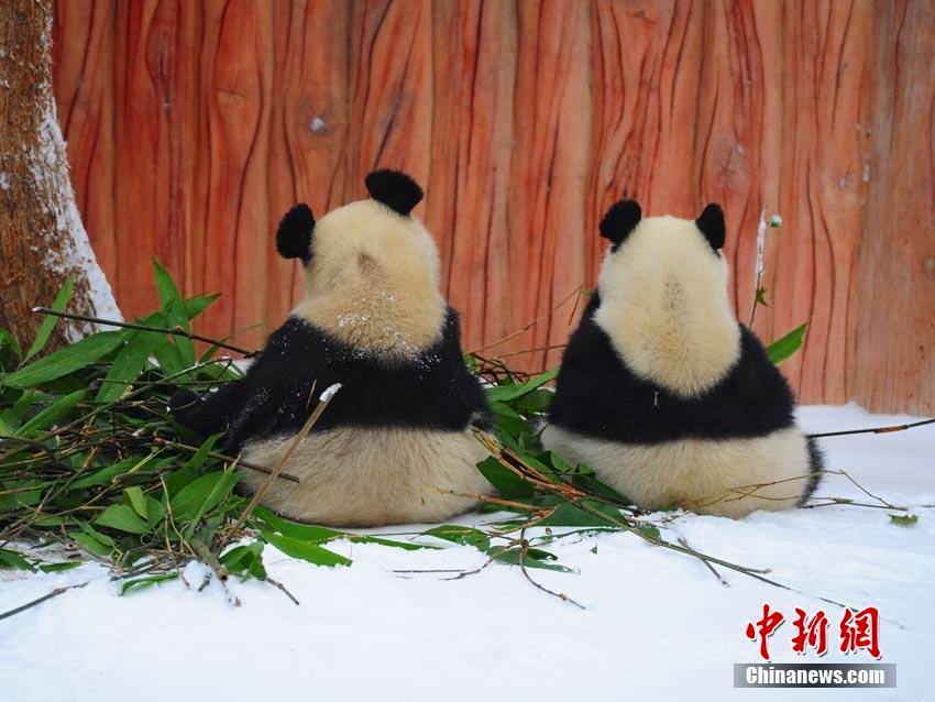 長春で降雪　雪の中ではしゃぐジャイアントパンダ