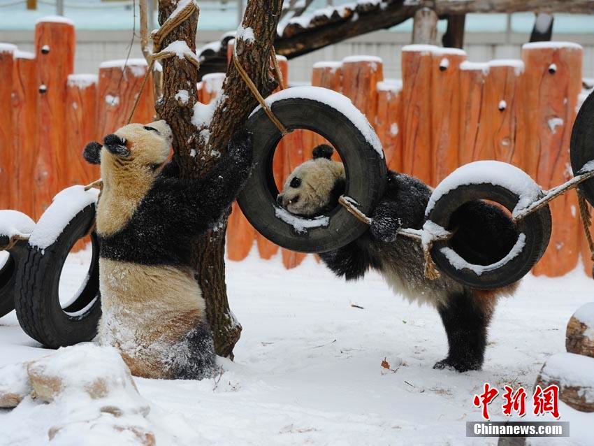 長春で降雪　雪の中ではしゃぐジャイアントパンダ