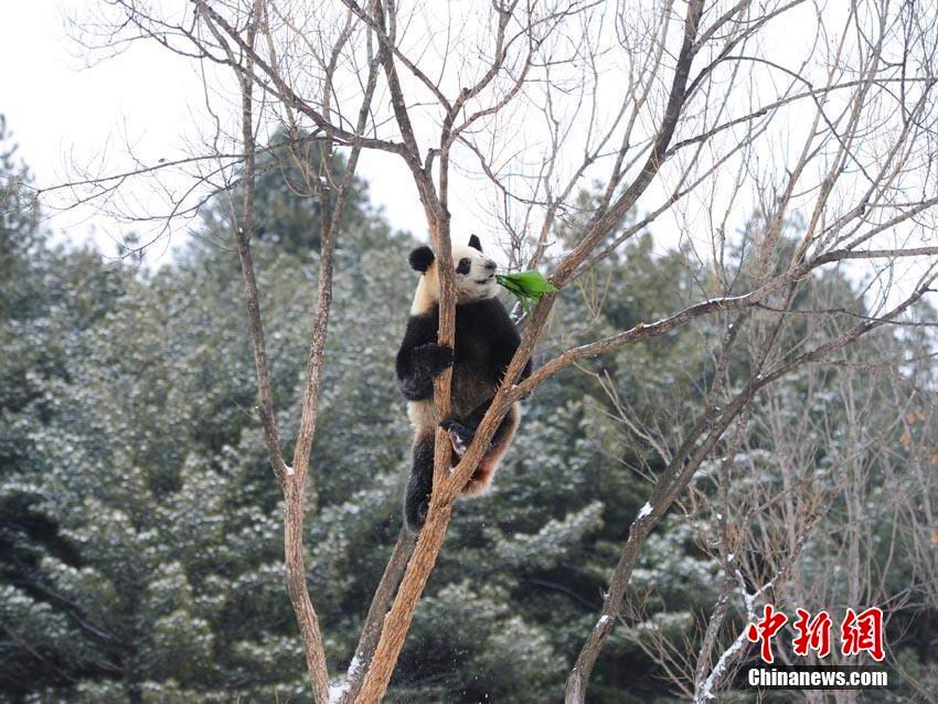 長(zhǎng)春で降雪　雪の中ではしゃぐジャイアントパンダ