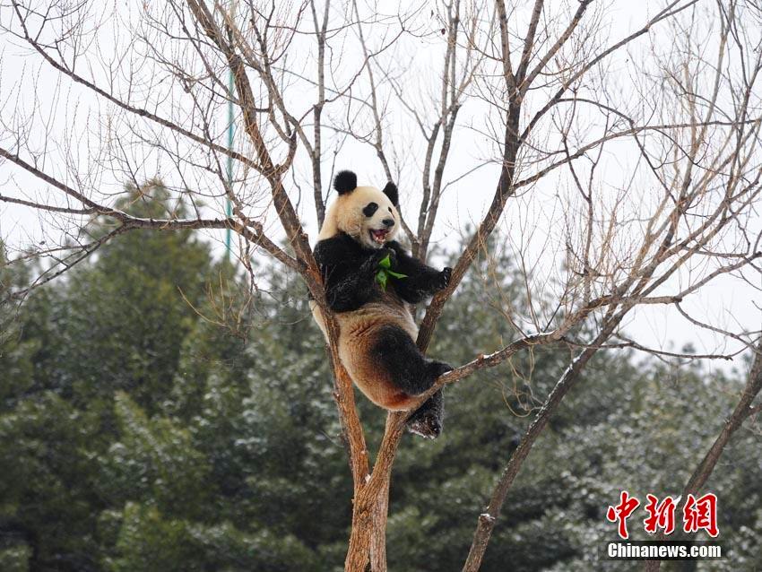 長(zhǎng)春で降雪　雪の中ではしゃぐジャイアントパンダ