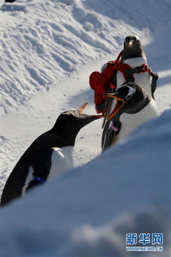 「氷の都市」ハルピンで雪と戯れる可愛いペンギン　黒竜江省