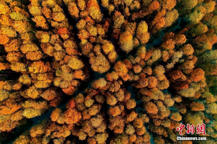 まるで風景畫のような泰州興化水上森林の冬景色