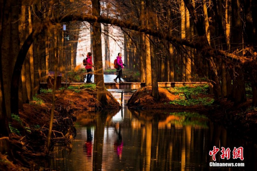 まるで風(fēng)景畫のような泰州興化水上森林の冬景色
