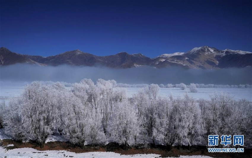 ヤルンツァンポ川流域に樹氷　チベット自治區(qū)