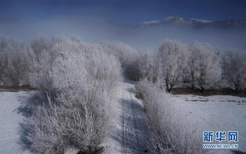 ヤルンツァンポ川流域に樹氷　チベット自治區(qū)