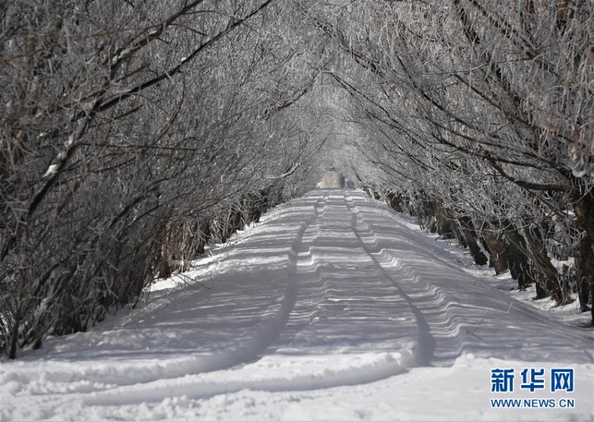 ヤルンツァンポ川流域に樹氷　チベット自治區(qū)