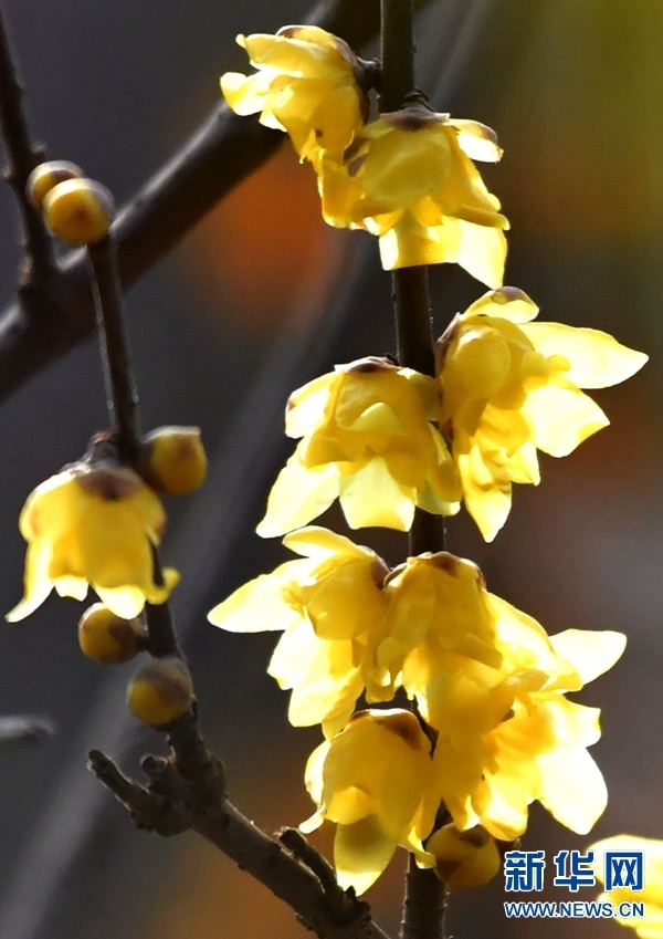 ロウバイが咲き、さえずる小鳥たち　河南省