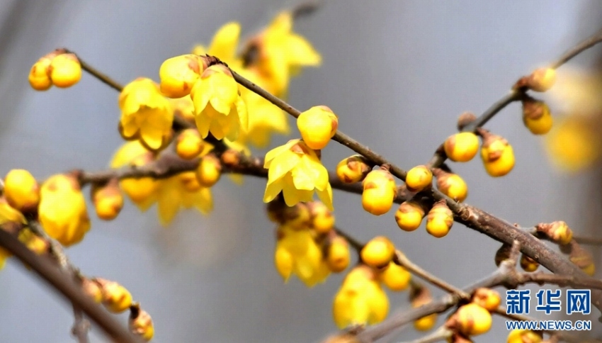 ロウバイが咲き、さえずる小鳥たち　河南省