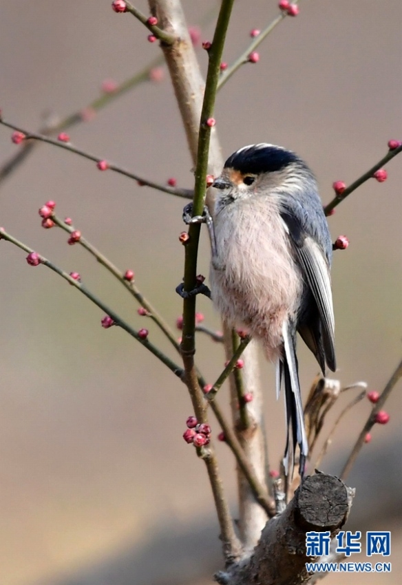 ロウバイが咲き、さえずる小鳥たち　河南省