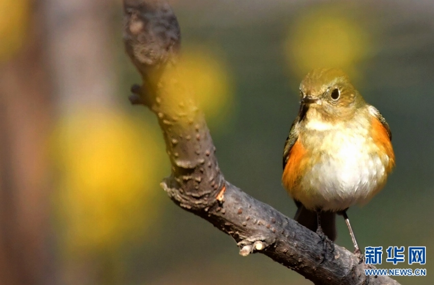 ロウバイが咲き、さえずる小鳥たち　河南省