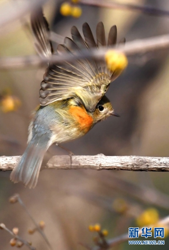 ロウバイが咲き、さえずる小鳥(niǎo)たち　河南省