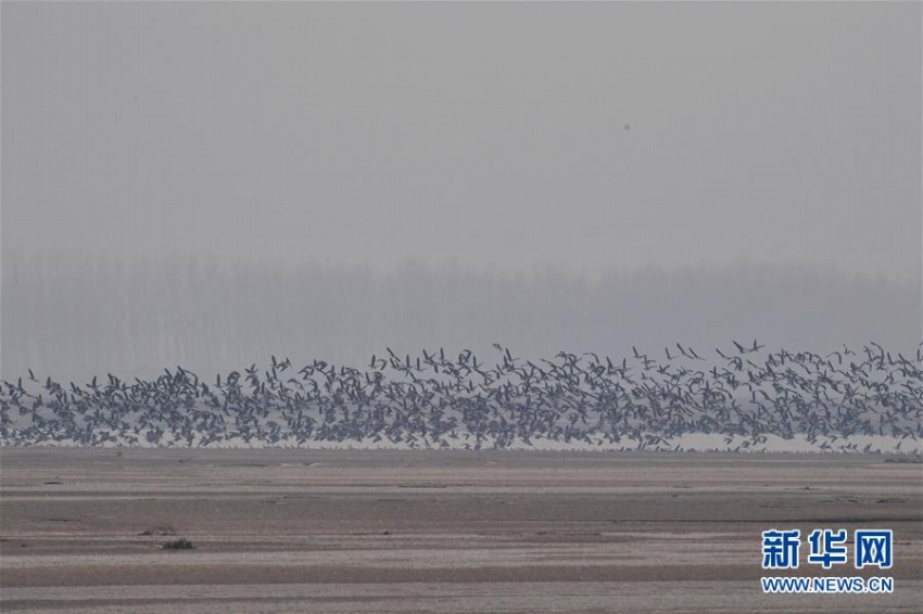 河南省黃河濕地に集まる無(wú)數(shù)の渡り鳥