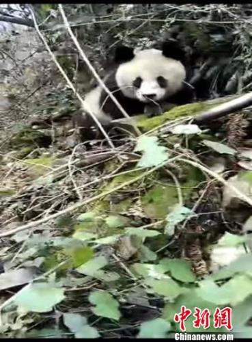 四川省北川県で野生のパンダ目撃　エサ求めて下山か