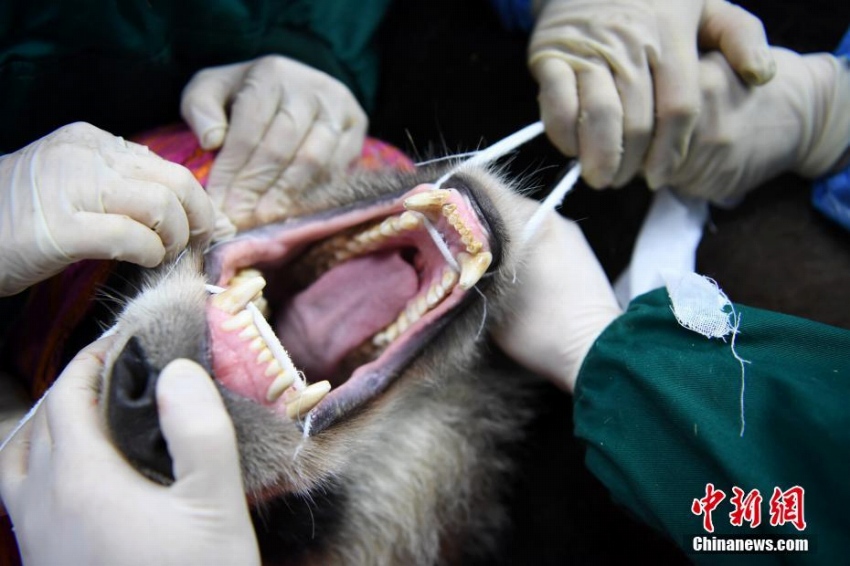 パンダの琴心と小核桃、野生化に向けて最後の健康診斷