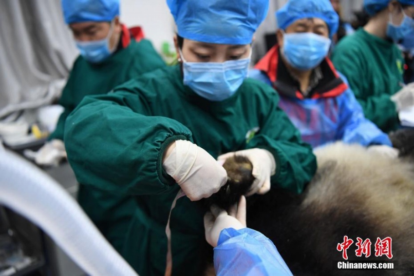 パンダの琴心と小核桃、野生化に向けて最後の健康診斷