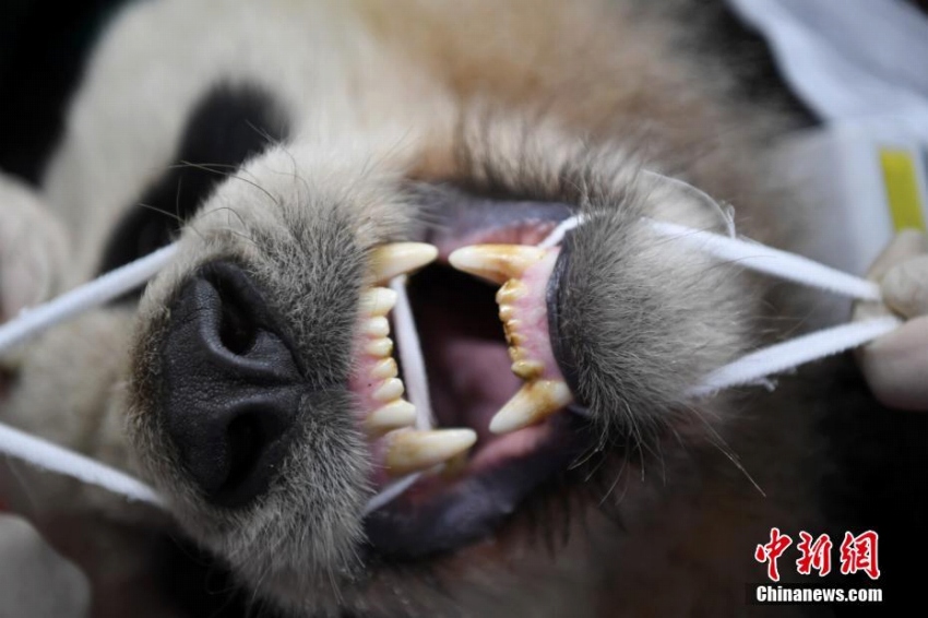 パンダの琴心と小核桃、野生化に向けて最後の健康診斷