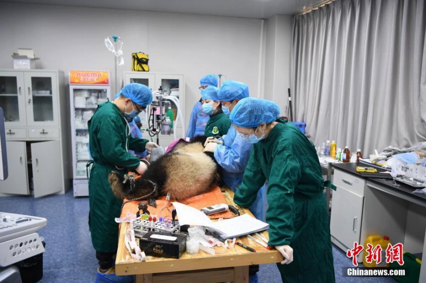 パンダの琴心と小核桃、野生化に向けて最後の健康診斷