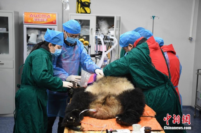 パンダの琴心と小核桃、野生化に向けて最後の健康診斷