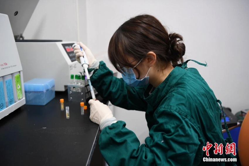 パンダの琴心と小核桃、野生化に向けて最後の健康診斷