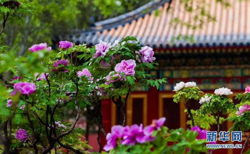 故宮內(nèi)に咲く可憐な花たち