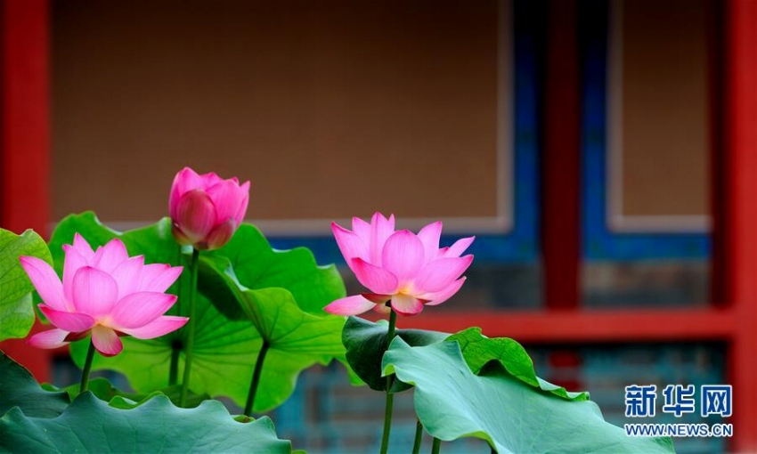 故宮內(nèi)に咲く可憐な花たち