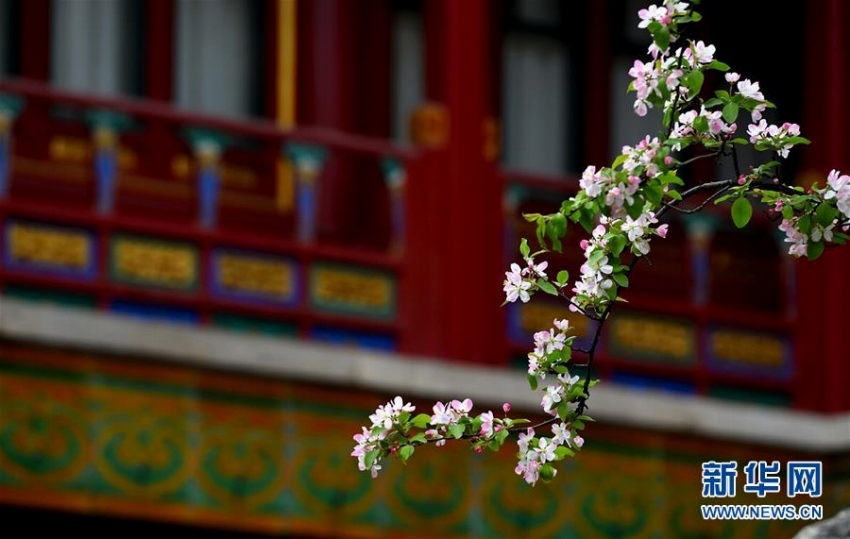 故宮內(nèi)に咲く可憐な花たち