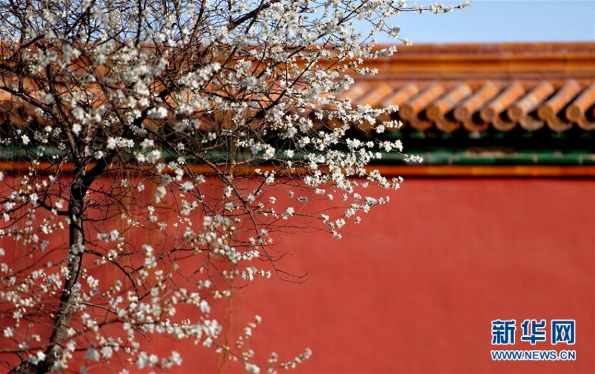 故宮內(nèi)に咲く可憐な花たち