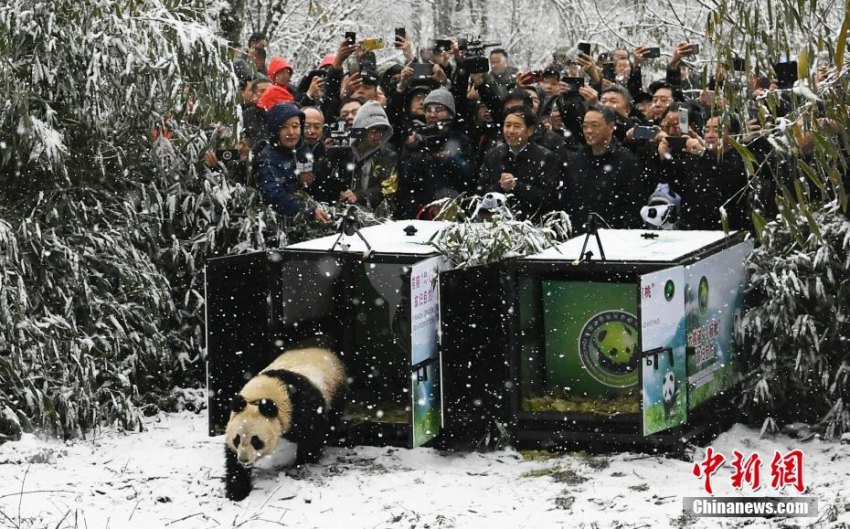 パンダの琴心と小核桃、ついに野生化へ